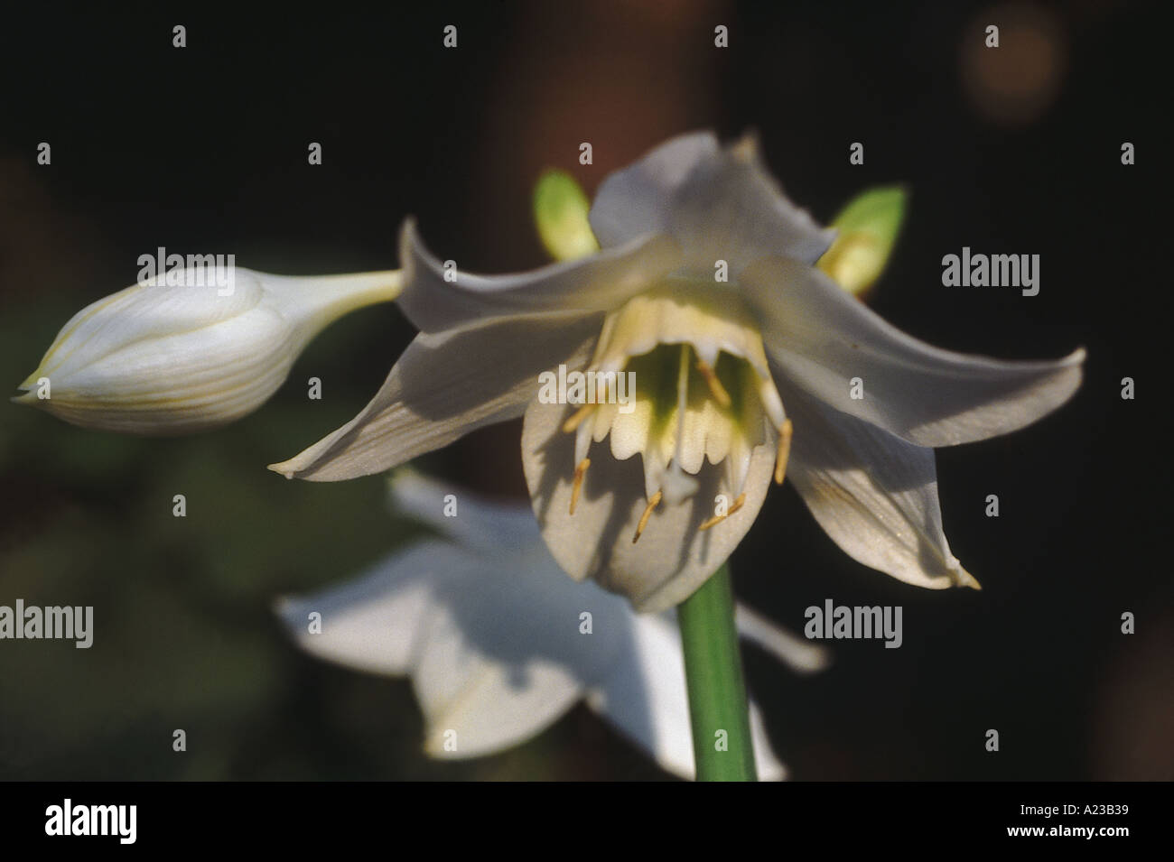 Fleurs de lys symbolisent la pureté et la beauté raffinée. La couleur ou le type peut véhiculer des significations différentes. La modestie et la virginité : blanc Banque D'Images