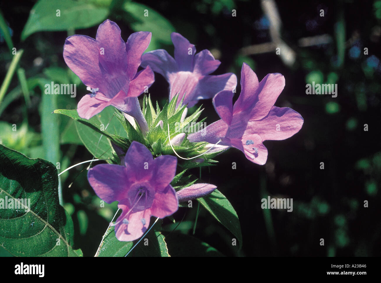 Cristata Barleria. Famille : Brassicaceae. Un undershrub qui pousse dans la forêt de feuillus. Il a modérément pointues bractées. Banque D'Images