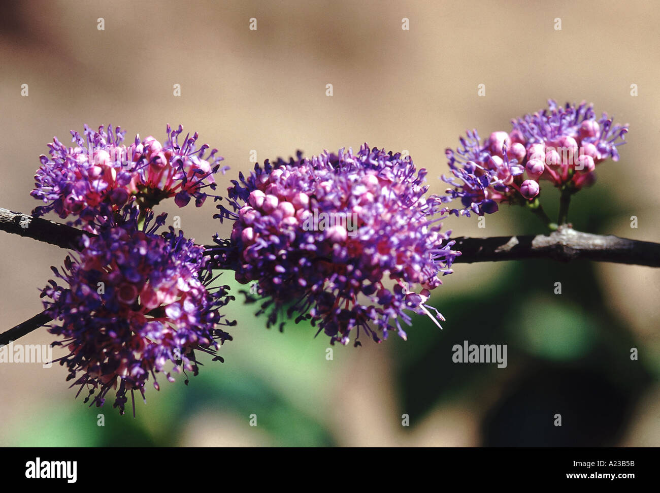 Fleurs de l'arbre en bois. Memecylon umbellatum. Famille : Melastomaceae. Un petit conifère avec bois dur, lourd. Banque D'Images