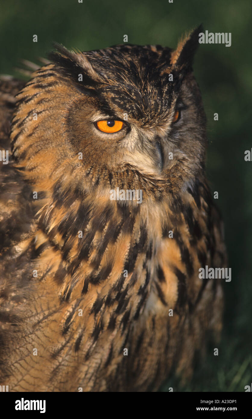 Grand-duc d'Europe (Bubo Bubo) Banque D'Images