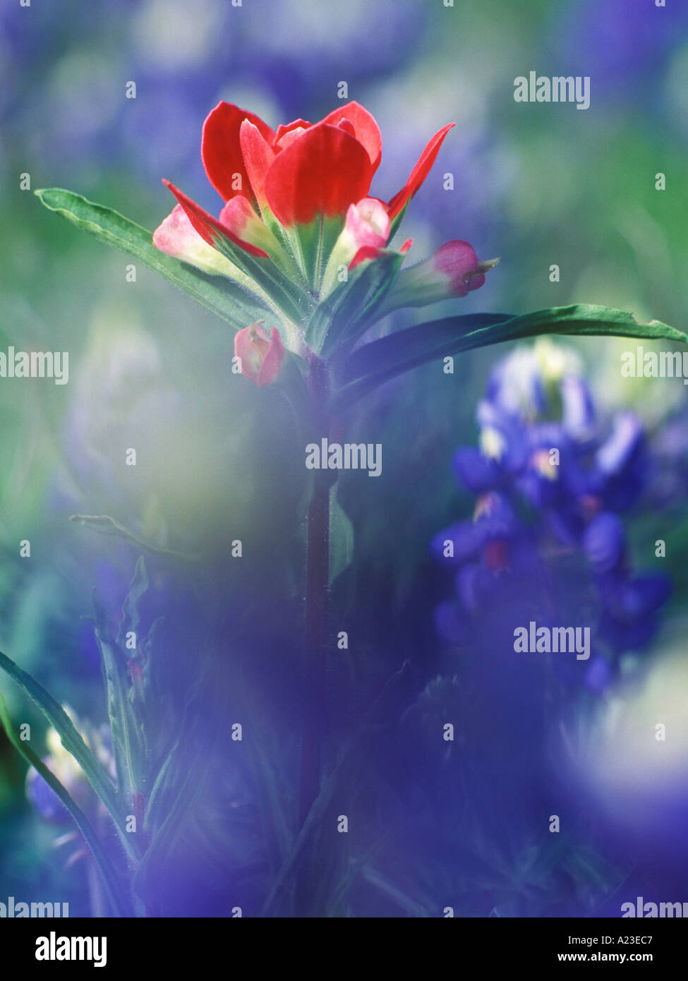 Texas indian paintbrush avec blue bonnets Texas floue Banque D'Images