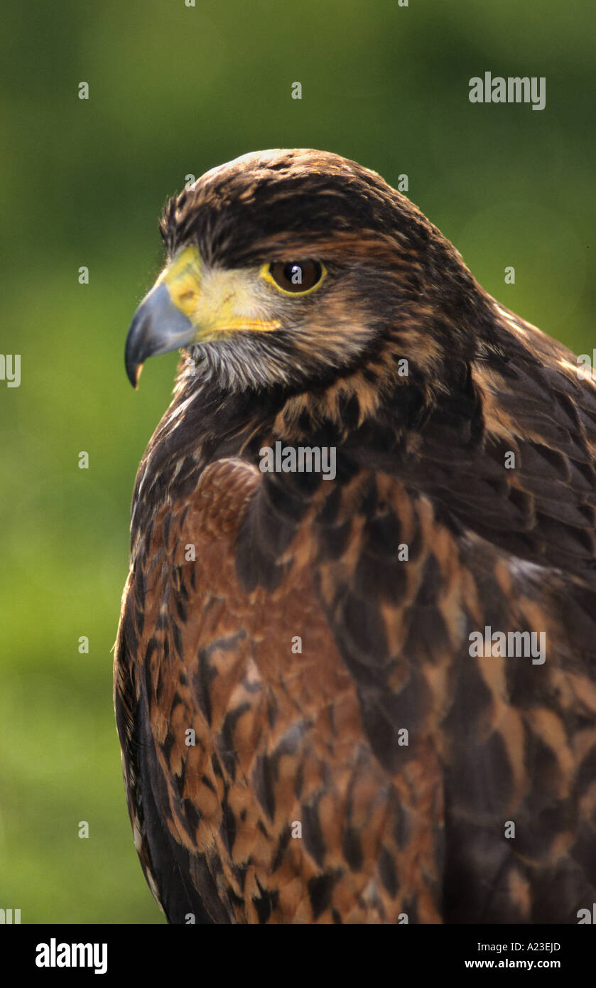 Harris Parabuteo unicinctus (Hawk) Banque D'Images