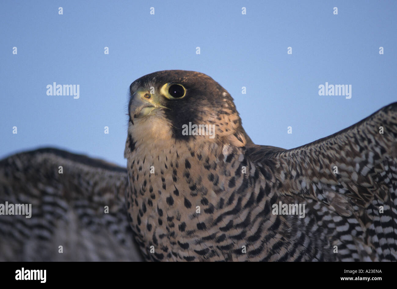 Le faucon pèlerin (Falco peregrinus) Banque D'Images