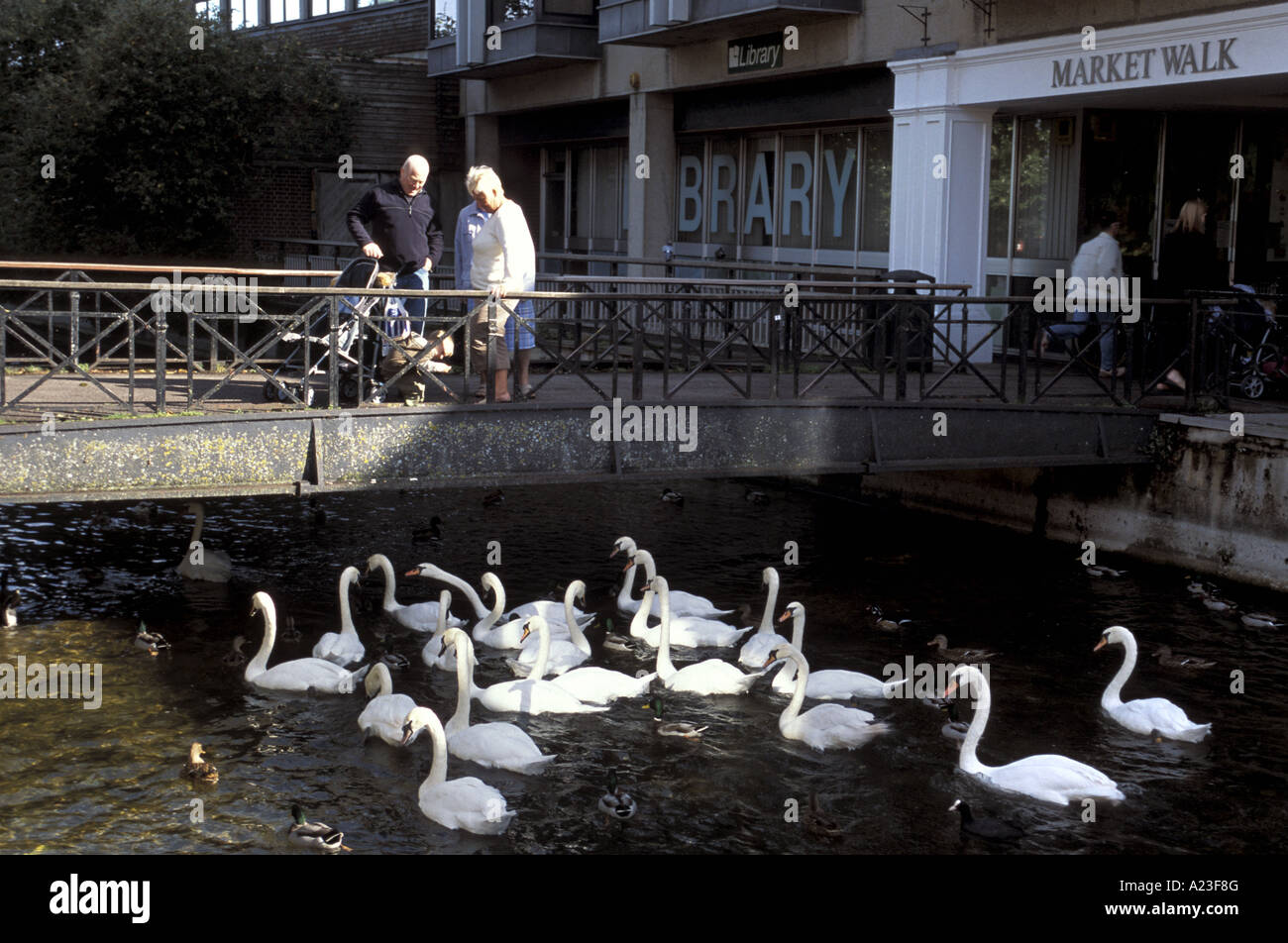 L'alimentation et l'observation des consommateurs les cygnes tuberculés au marché walk shopping centre, à Salisbury en Angleterre Banque D'Images