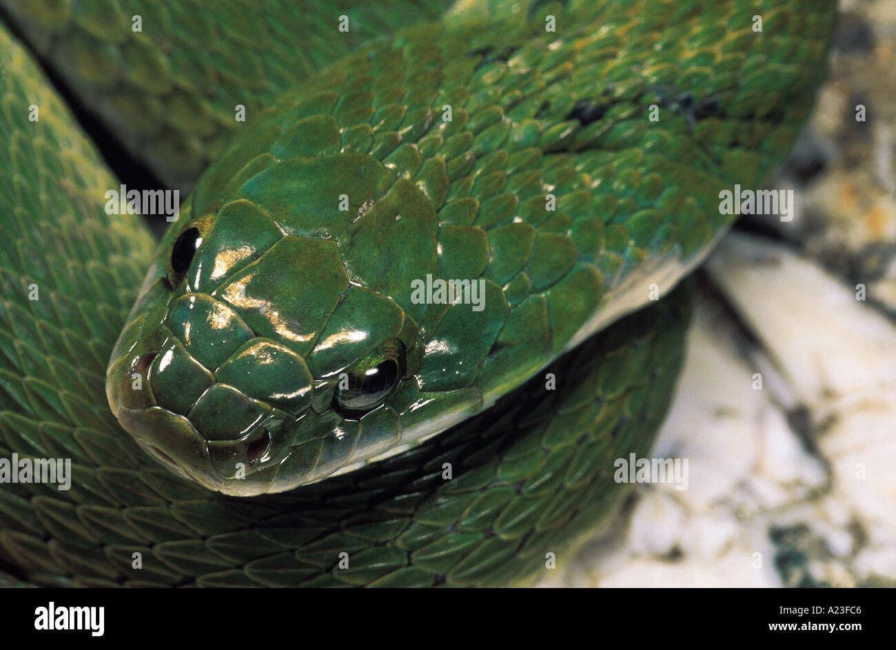Macropisthodon plumbicolor KEELBACK VERT pas venimeuse rare Matheran, District de Raighad, Maharashtra, Inde Banque D'Images