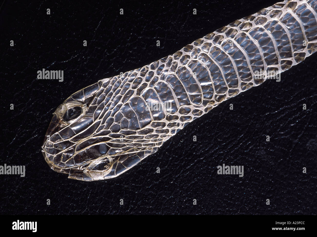 - La mue vue ventrale. Arbre COMMUN BRONZEBACK Dendrelaphis Nonvenomous SERPENT Tristis Common Pune, Maharashtra, Inde. Banque D'Images