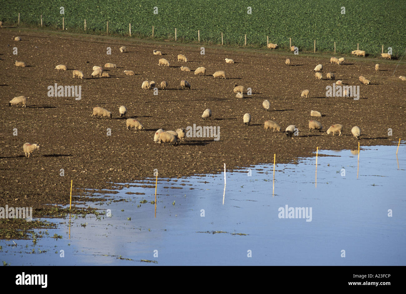 Moutons dans le champ de boue inondées à côté de Rivière Wye après la rivière éclate ses rives près de Goodrich Herefordshire Angleterre Banque D'Images