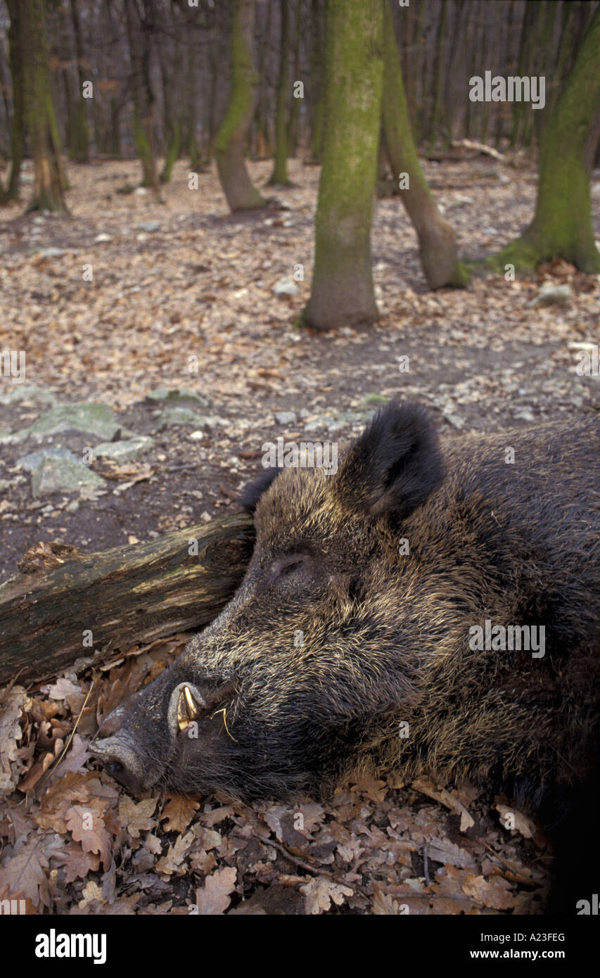Le sanglier Sus scrofa se reposant dans un grand boîtier dans Bratislava Slovaquie zoo Banque D'Images
