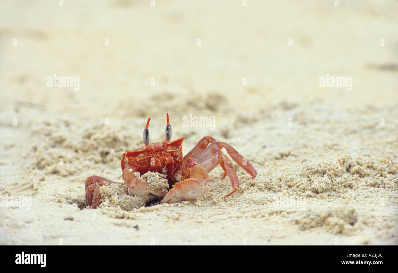 Le crabe fantôme Ocypode gaudichaudii Banque D'Images