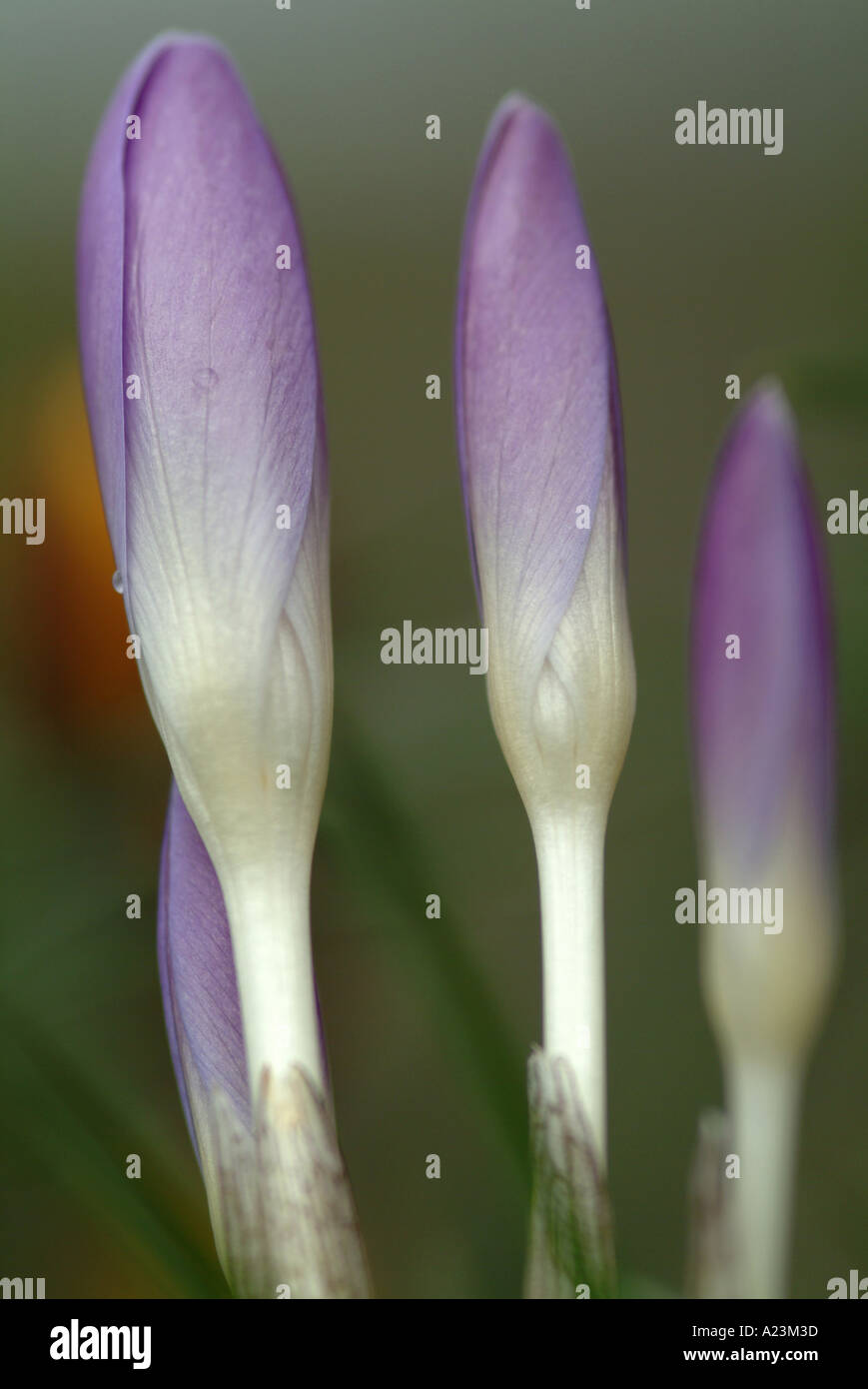 Tête de bourgeons fermés Croci Whitewell au début du printemps, la floraison mauve Banque D'Images