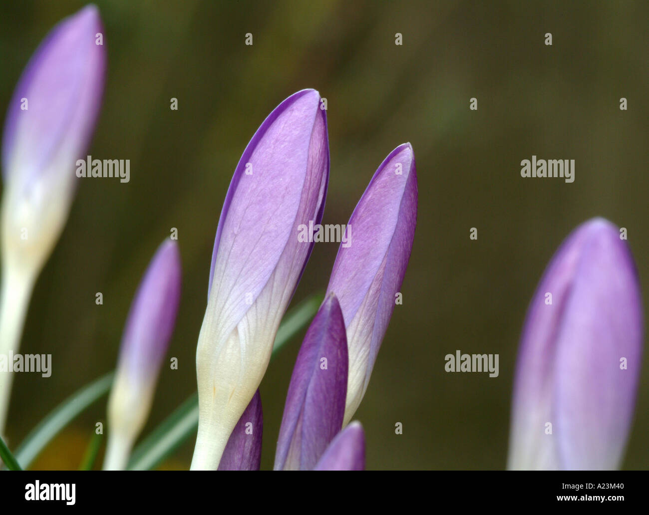 Tête de bourgeons fermés Croci Whitewell au début du printemps, la floraison mauve Banque D'Images