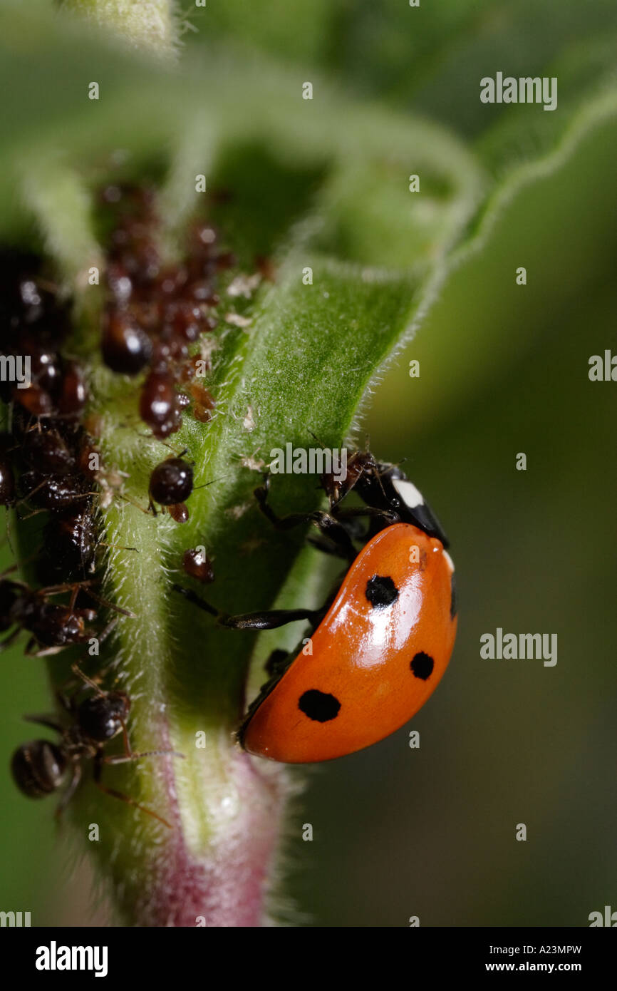 Une septième place coccinelle est attaqué par les fourmis noires (Lasius niger le jardin, ant, et Coccinella septempunctata) tout en mangeant les pucerons Banque D'Images