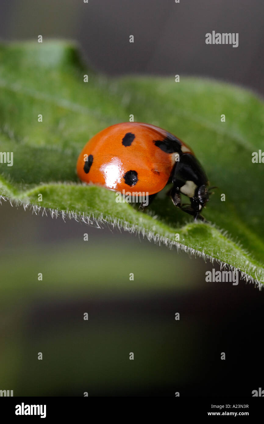 Sur place, sept coccinelle coccinelle (Coccinella septempunctata) Banque D'Images