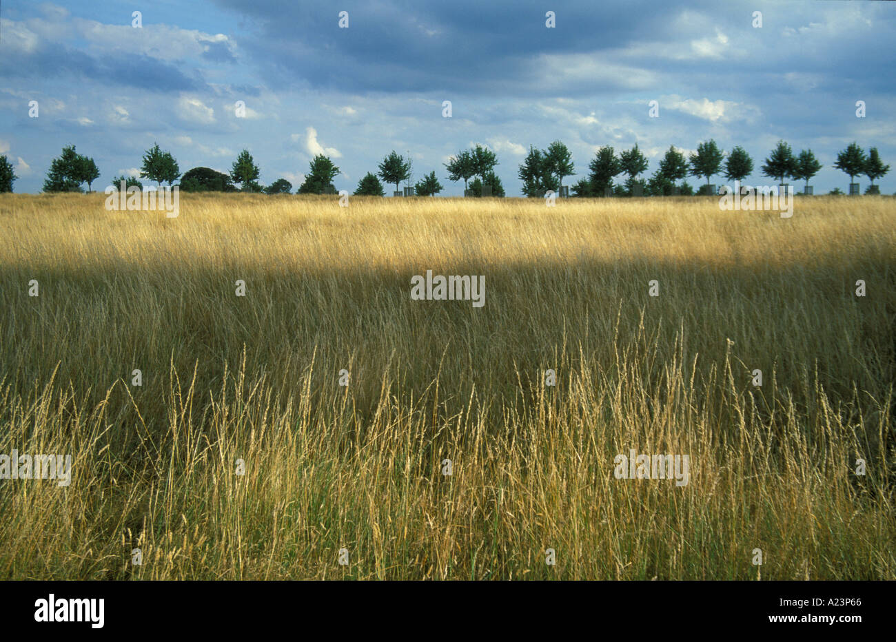 De l'herbe avec une ligne d'arbres à distance dans l'été à Home Park Surrey England Banque D'Images