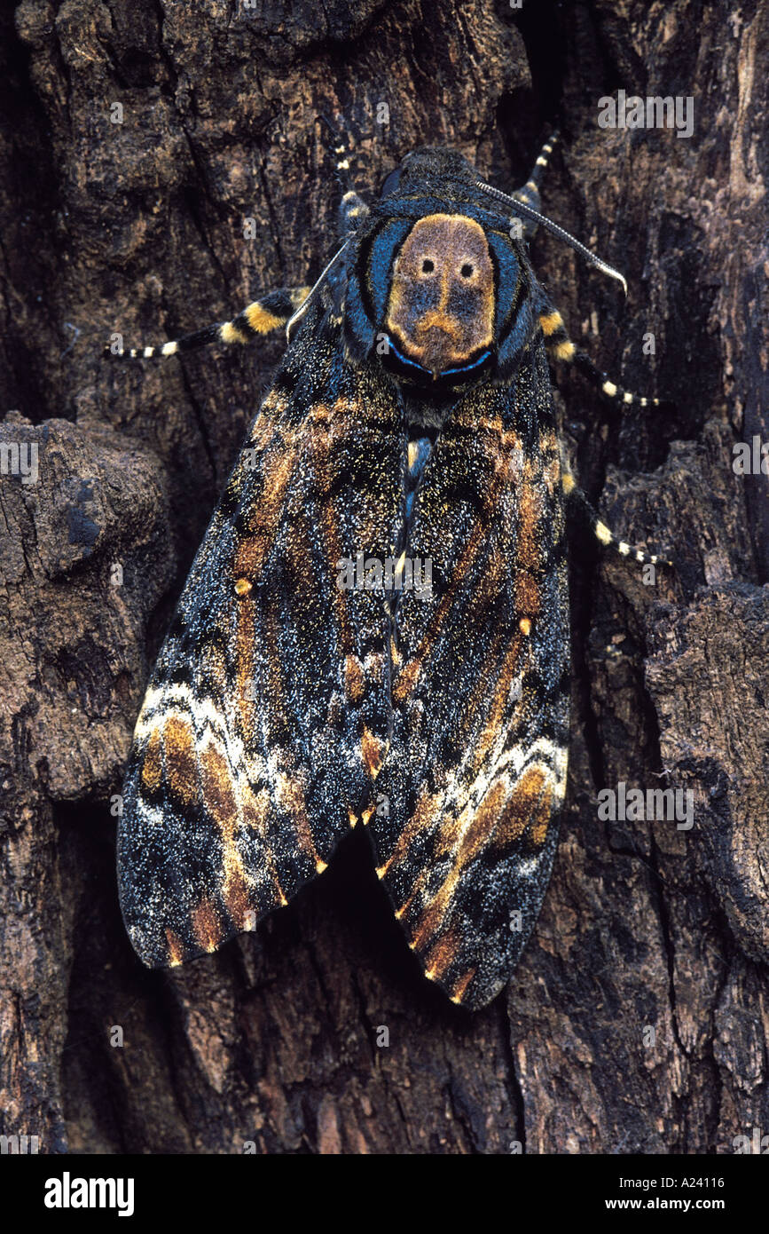 Death's Head Hawk moth. Le Maharashtra, Inde. Banque D'Images