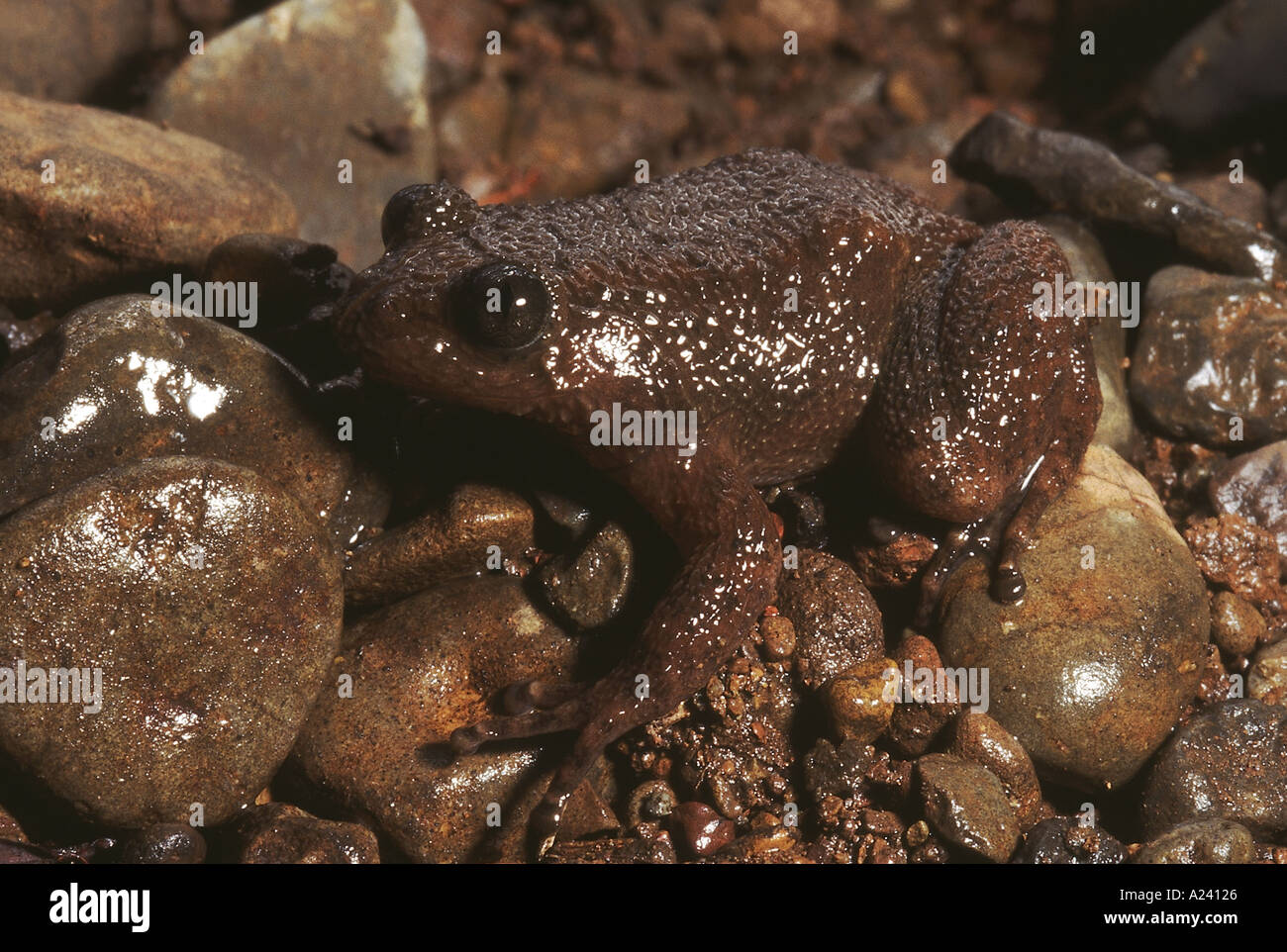 Nyctibatrachus sp. Grenouille froissées. Ces grenouilles sont trouvés dans les petits cours d'eau dans les Ghâts occidentaux. Banque D'Images