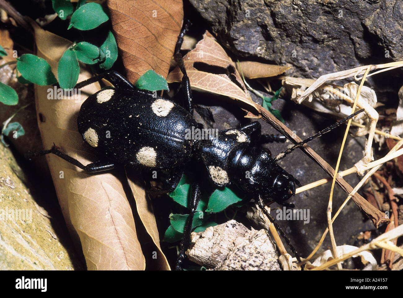 Anthia sexguttata. Six points Zabre. Les prédateurs dans la nature. Elytrae fusionnées ; incapables de voler. Le Maharashtra, Inde. Banque D'Images