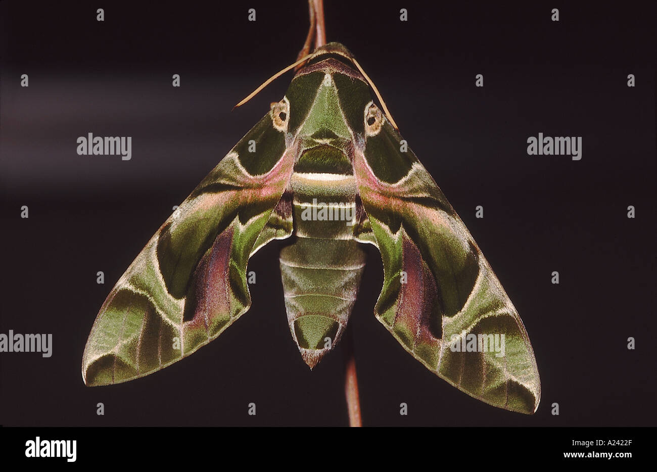 Le Hawk Moth Oleandar. Ce sont des papillons vol rapide qui migrent sur de longues distances. Banque D'Images