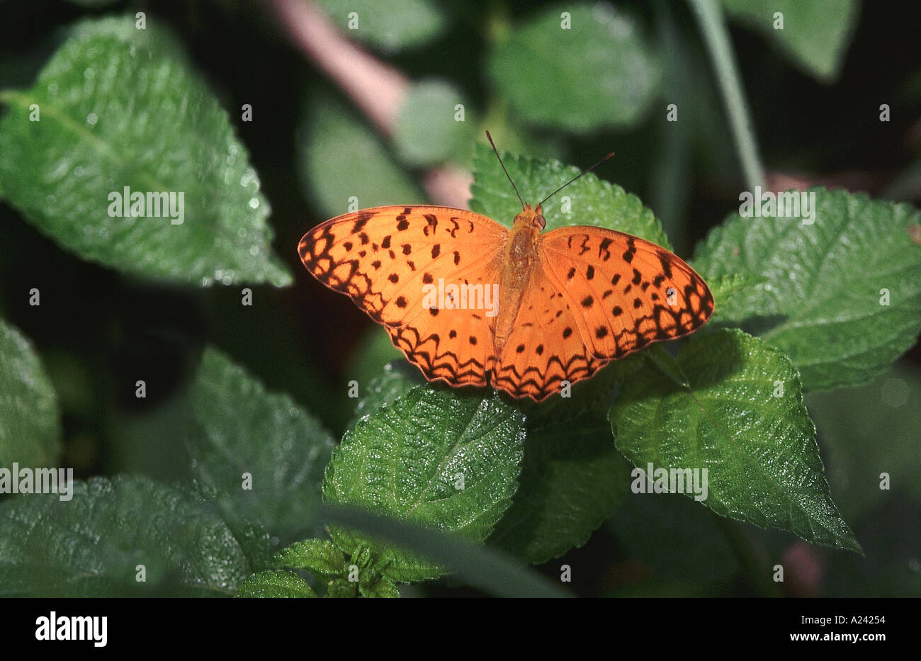 Phalanta phalantha Leopard commun, papillon volant rapidement trouvés dans les zones forestières de l'Inde. Nymphalidae : Pinceau putois Banque D'Images