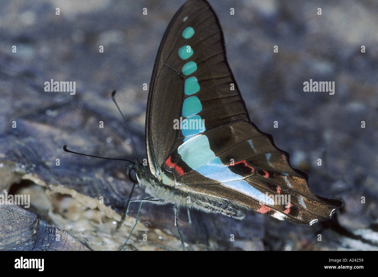 Papillon bleue commune Graphium sarpedon Papilionidae : Machaons Banque D'Images