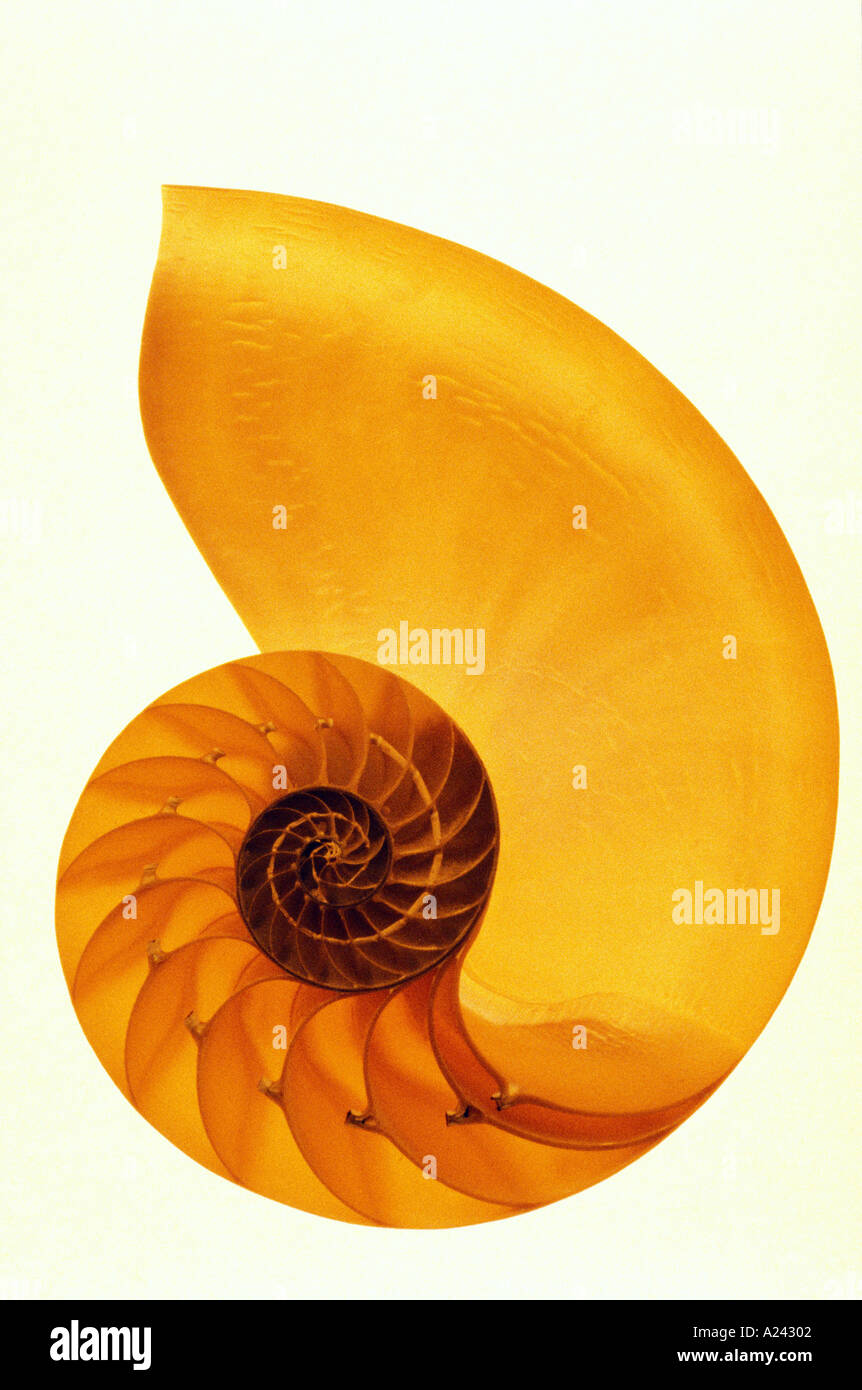 Nautilus Shell Still Life Banque D'Images
