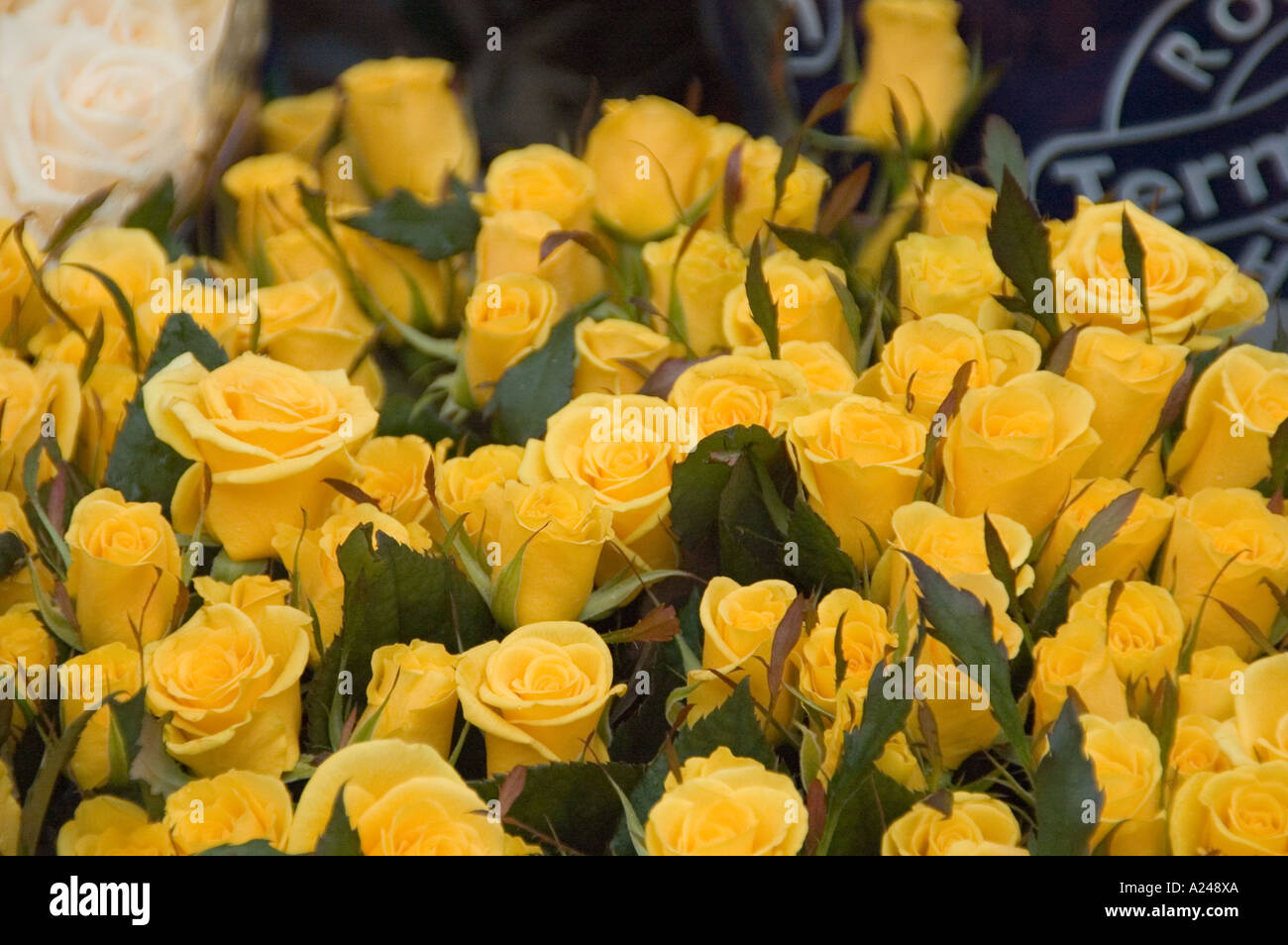 Roses jaunes Banque D'Images