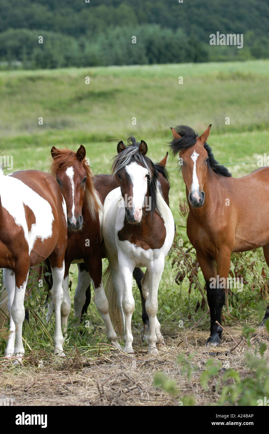 Cheval Pinto Banque D'Images