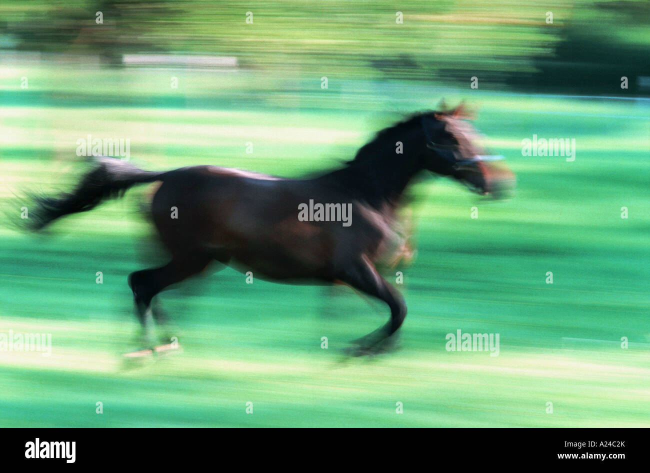 Course à cheval au sprint Banque D'Images
