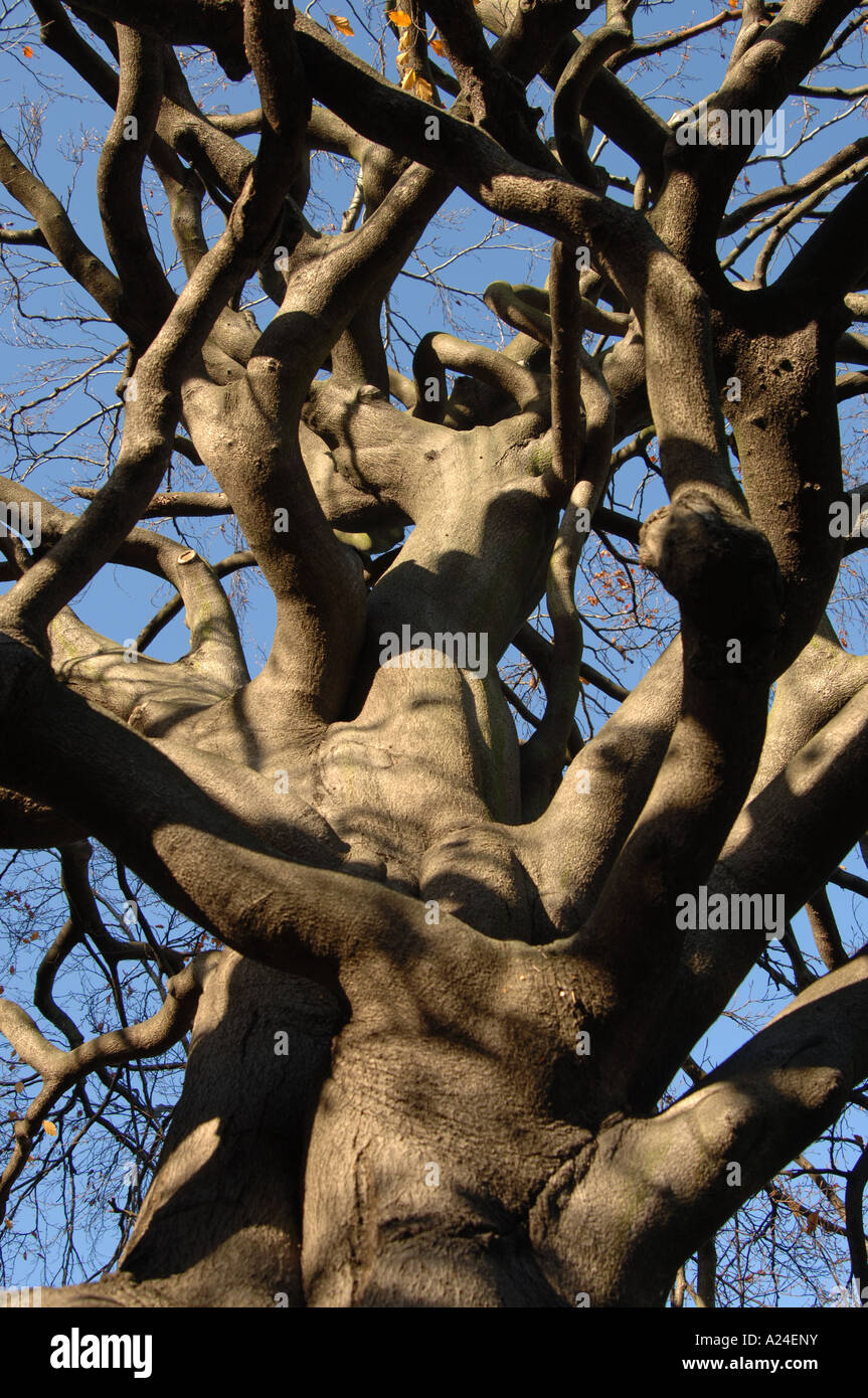 Arbre noueux Banque D'Images