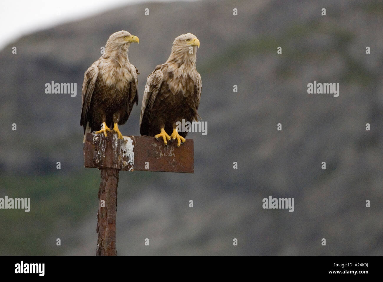 Le cerf de l'aigle de mer, de l'Europe Banque D'Images