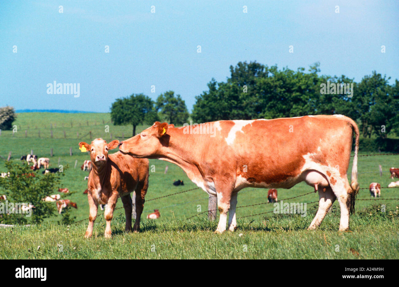 Milchkuh Deutschland European Milk Cow Allemagne Banque D'Images
