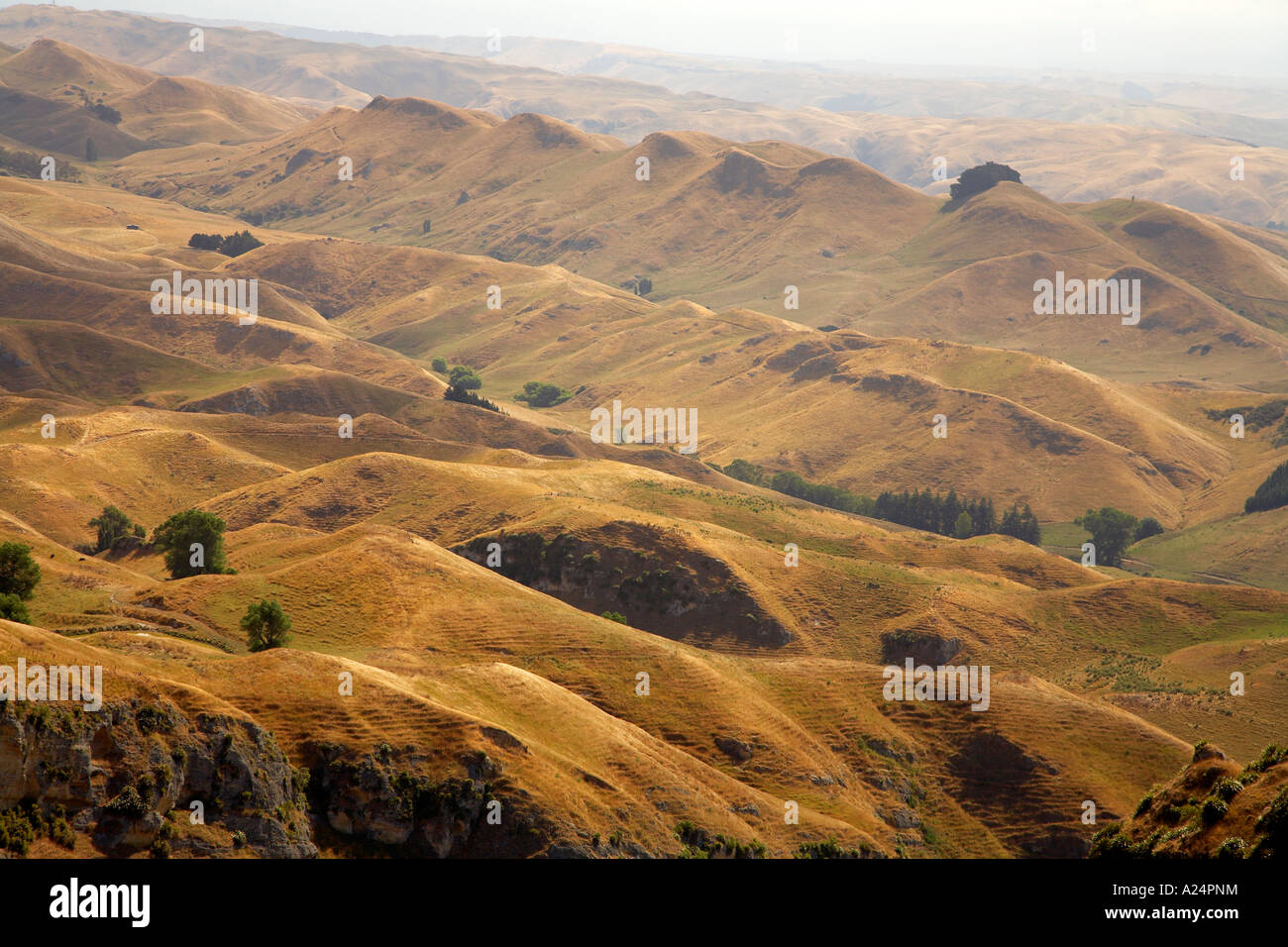 Lumière du soir dans tous les secteurs d'été desséché à Hawkes Bay, Nouvelle-Zélande Banque D'Images