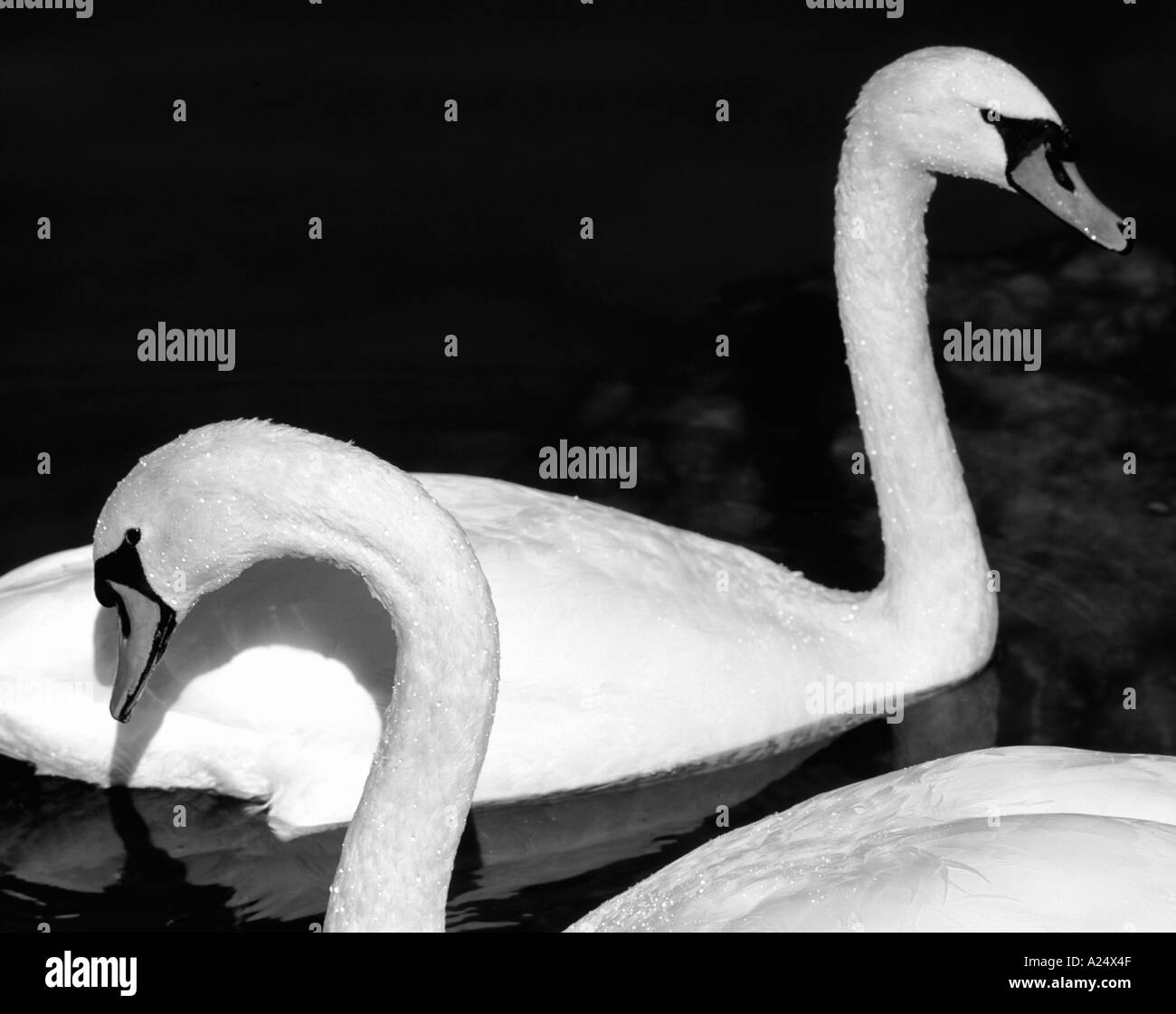 Swans courting Banque D'Images