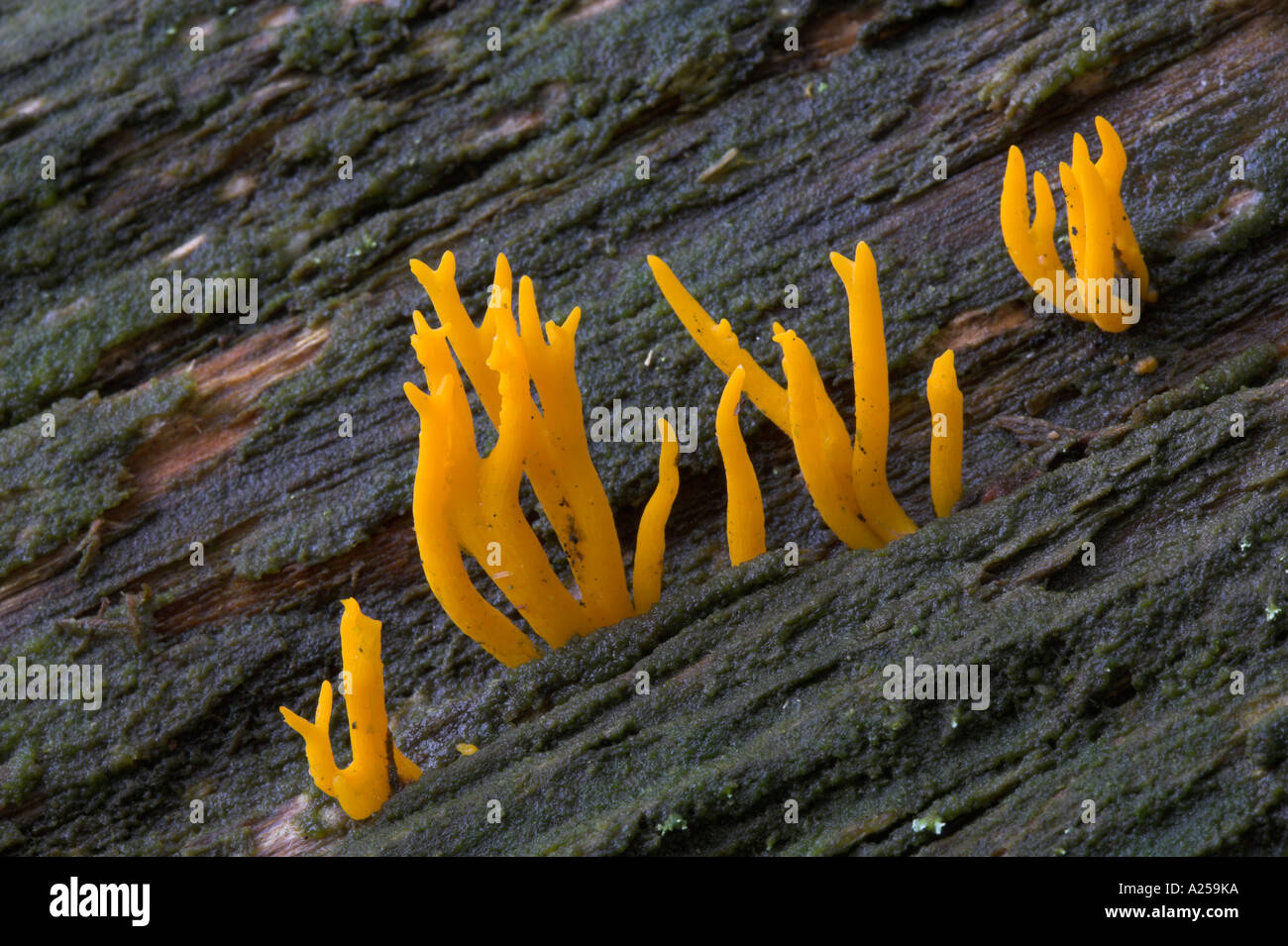 Jelly antler champignon Calocera viscosa sur le bois mort Lancashire UK commun Banque D'Images