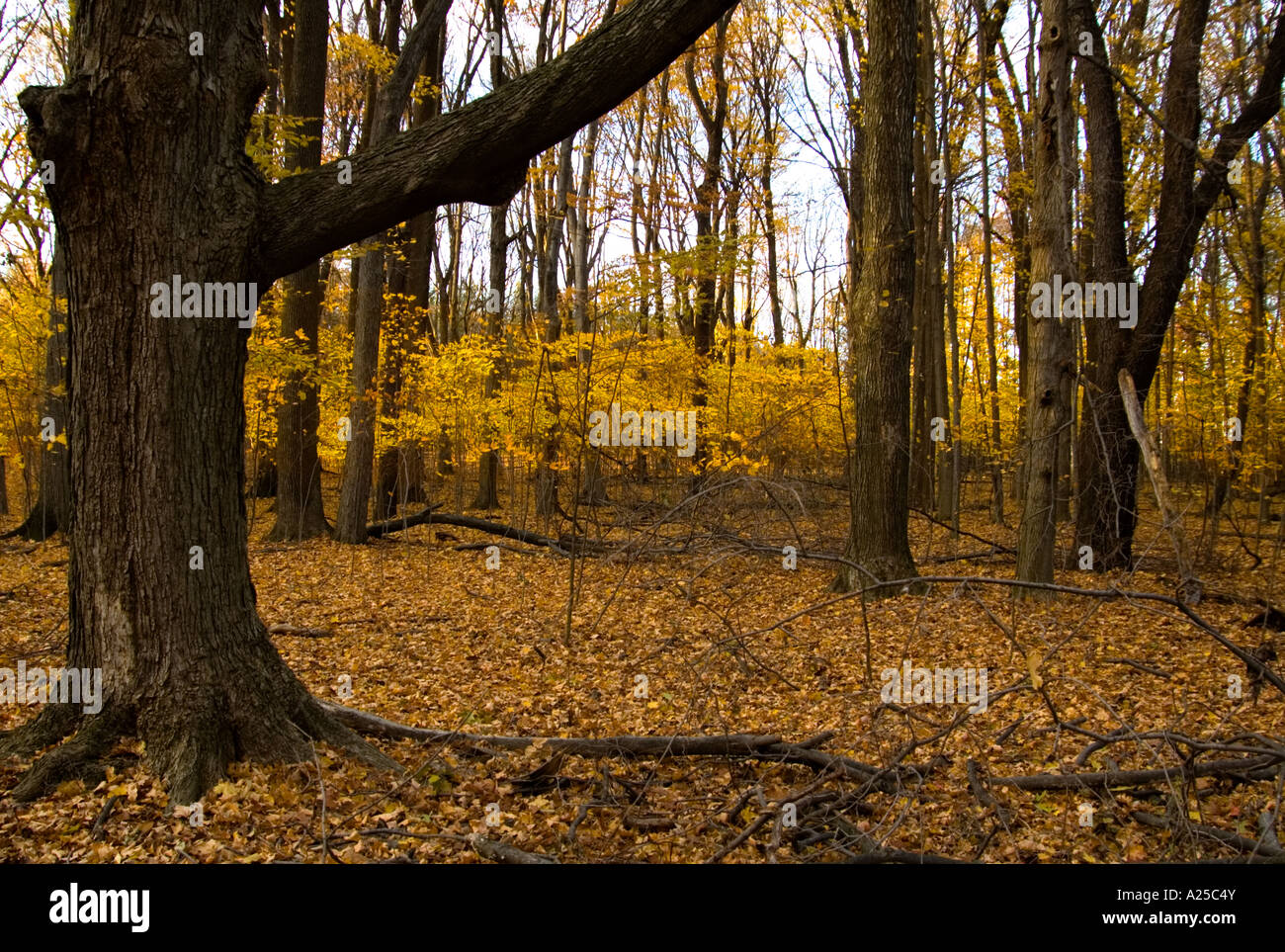 Les feuilles jaune brillant encore accrochée sur les petits arbres forment un ensemble de leurs propre sur ce couvert journée de novembre Banque D'Images
