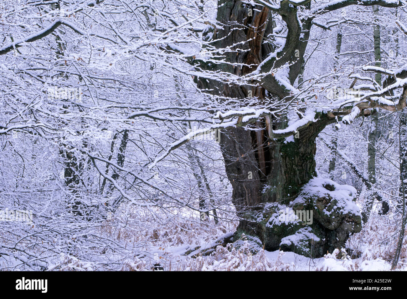 Vieux Chêne Quercus robur en hiver Banque D'Images