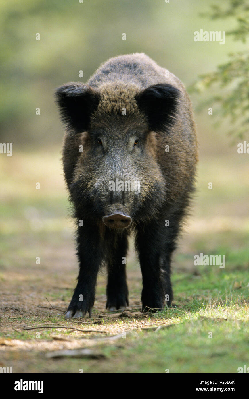 Sanglier Sus scrofa ét alerte sur forest glade Banque D'Images