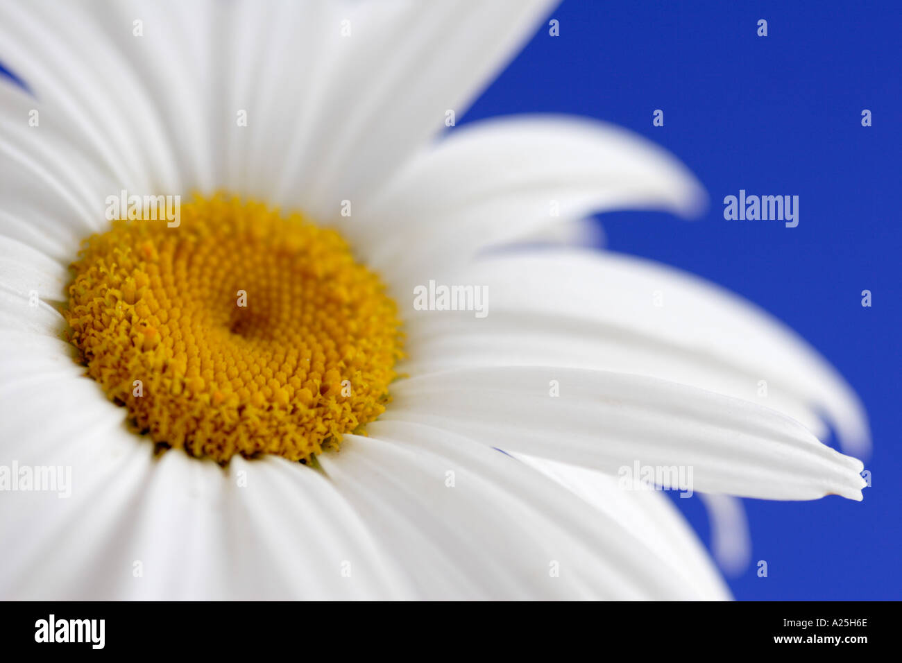 Daisy blanc fond bleu Banque D'Images