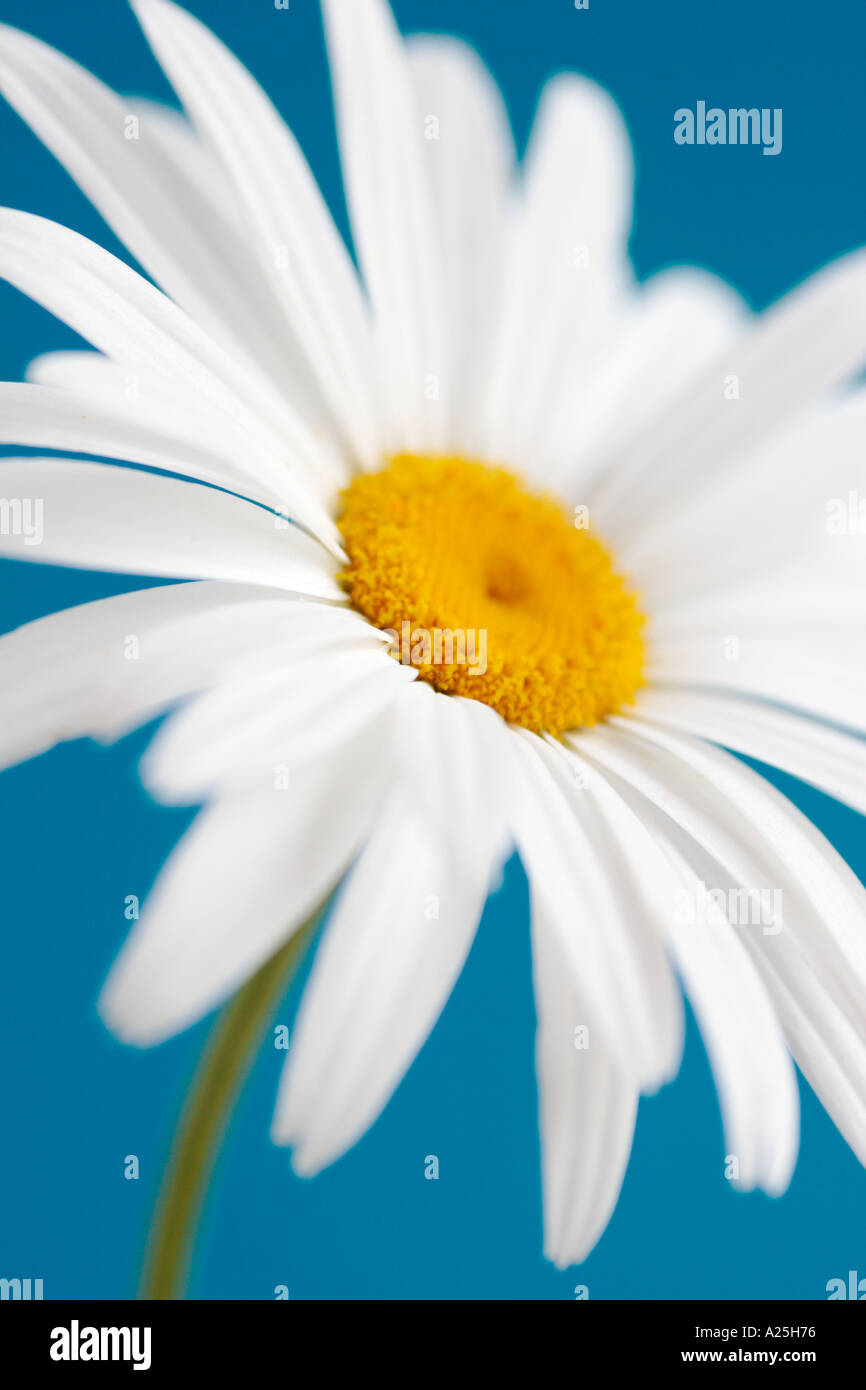 Single White Daisy flower Gerbera contre fond bleu vert Banque D'Images