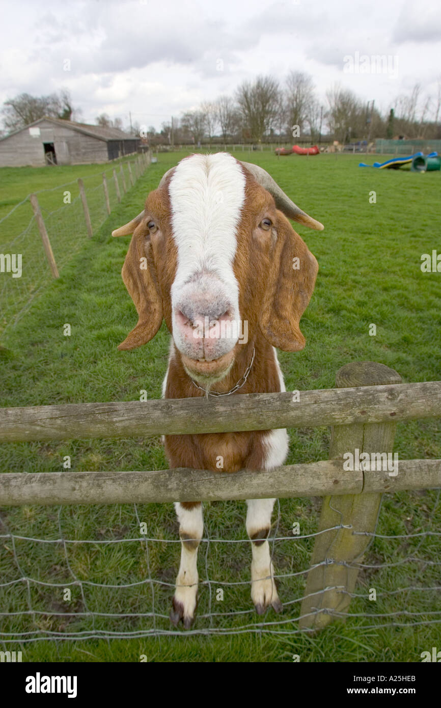 Anglo Nubian Goat en attente de l'heure de nourrir Banque D'Images