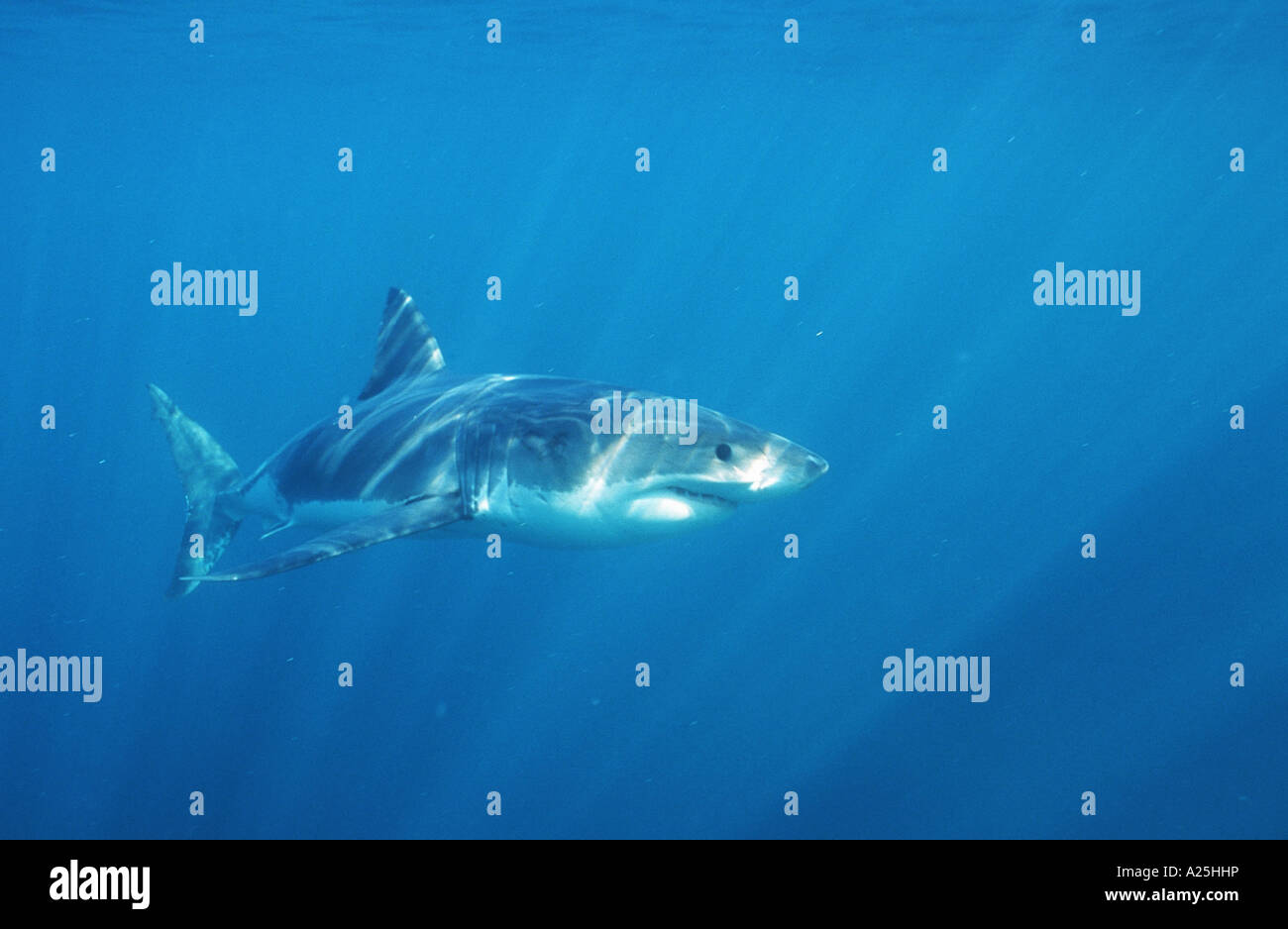 Grand requin blanc (Carcharodon carcharias, Carcharodon rondeletii), avec l'Australie, retour blessés Banque D'Images