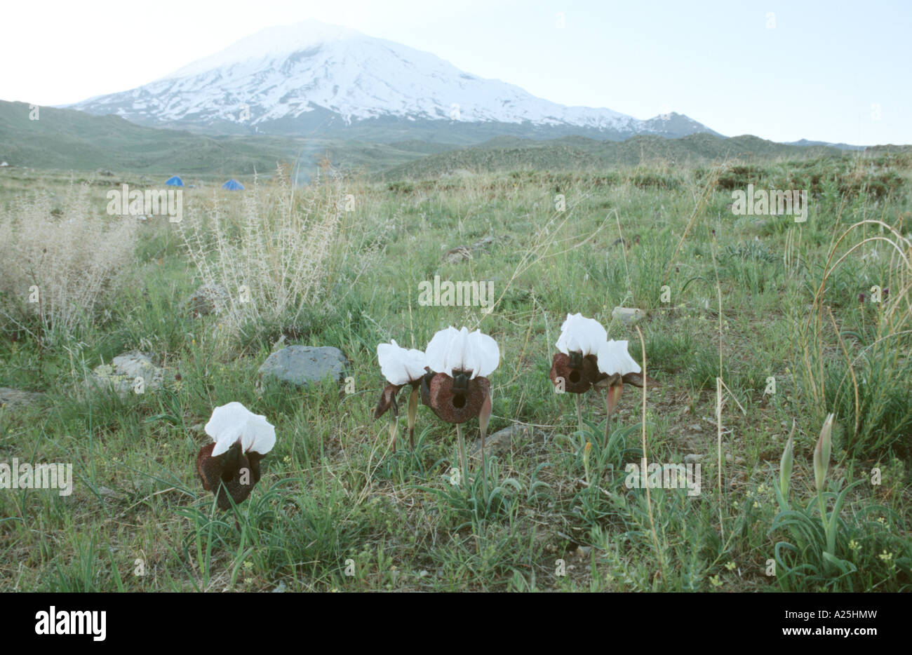 Iris Oncocyclus (Iris iberica ssp. elegantissima), qui fleurit en face d'Ararat, la Turquie, la Turquie, est de l'Anatolie, Dogubaya Banque D'Images