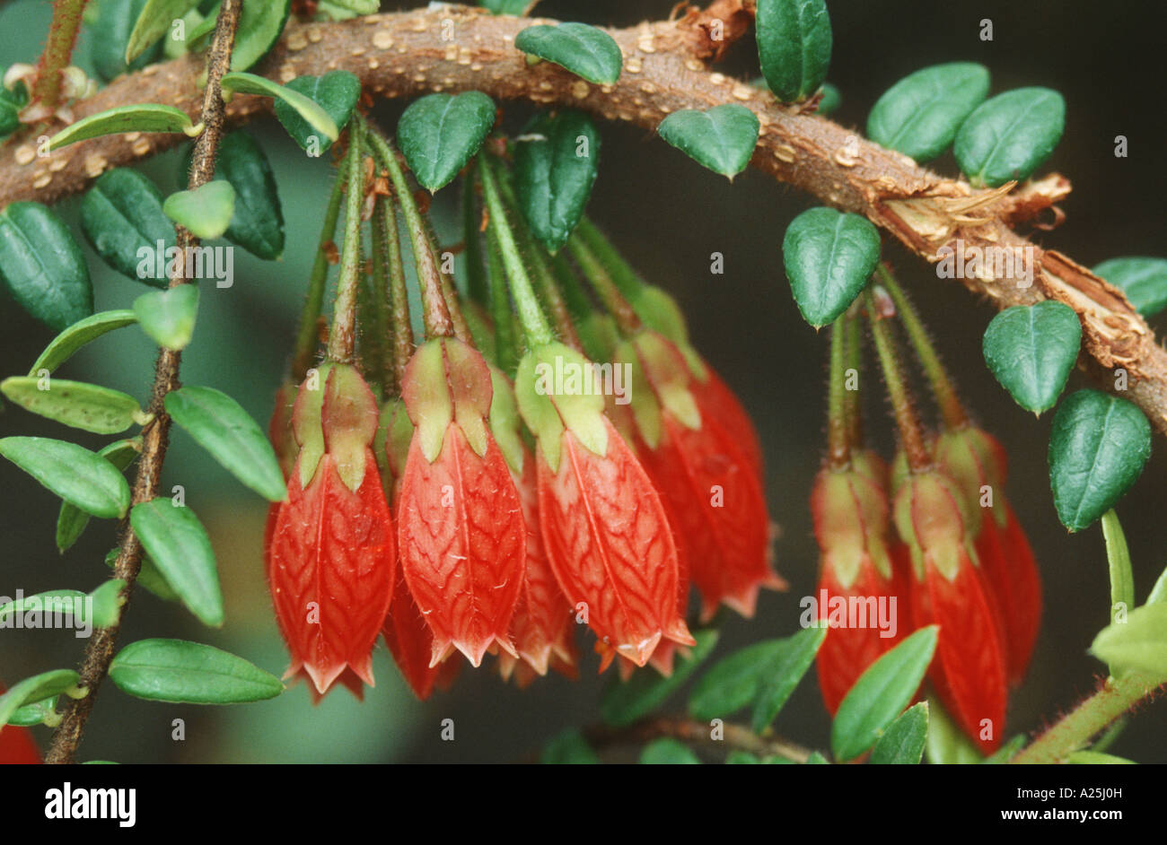 Bruyère arbustive (Agapetes serpens, Pentapterygium serpens), les fleurs Banque D'Images