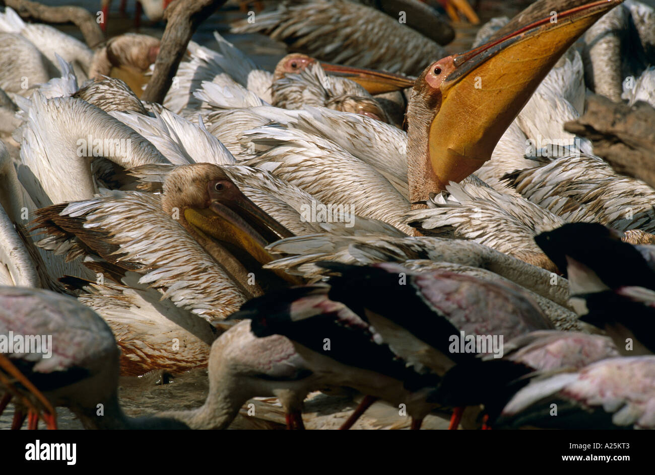 Great White Pelican avale sa capture. South Luangwa mfuwe, lagon. Banque D'Images