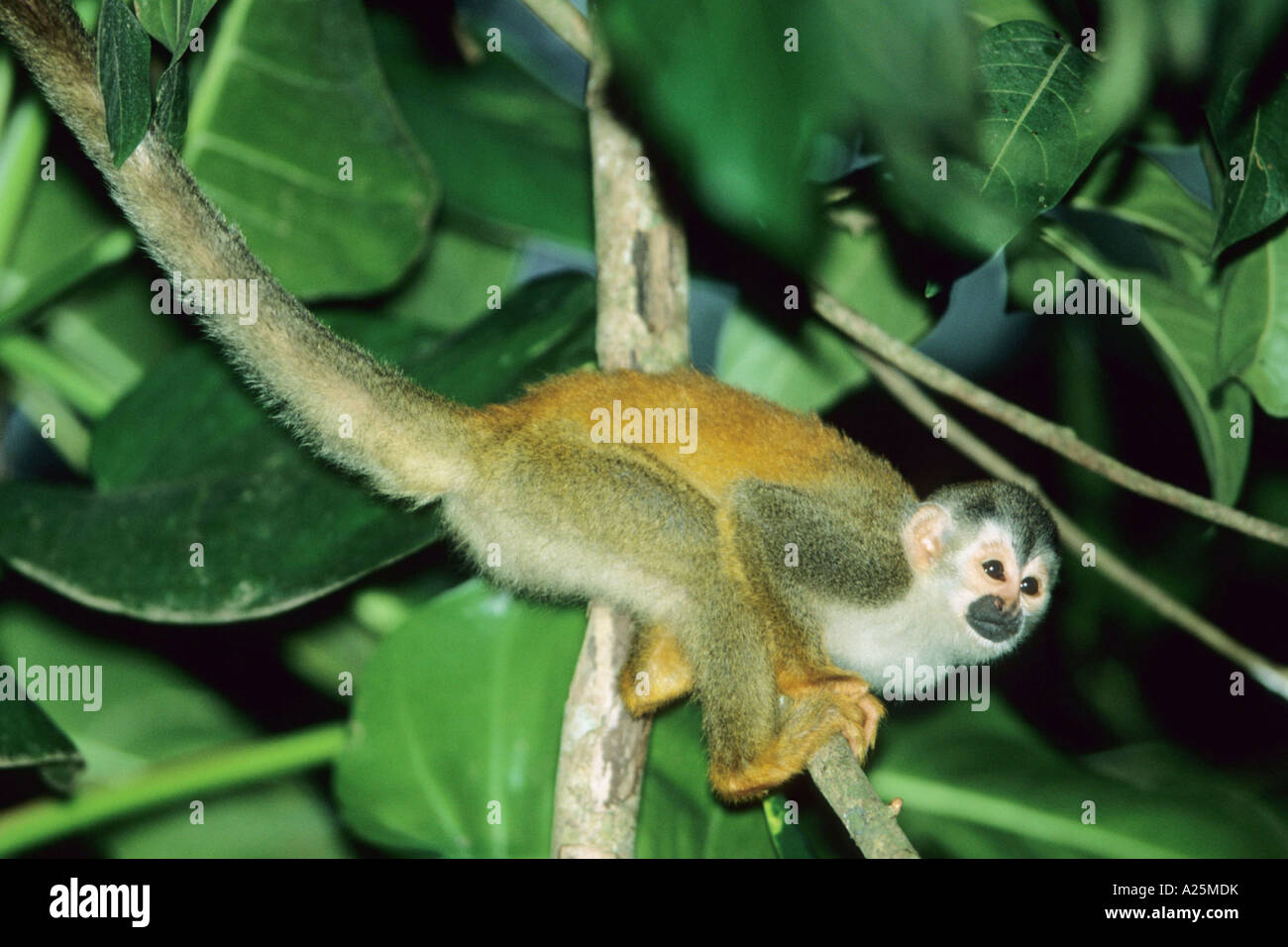 Singe-écureuil roux d'Amérique centrale, le singe écureuil (Saimiri oerstedii), dans les branches, le Costa Rica, NP Manuel Antonio Banque D'Images