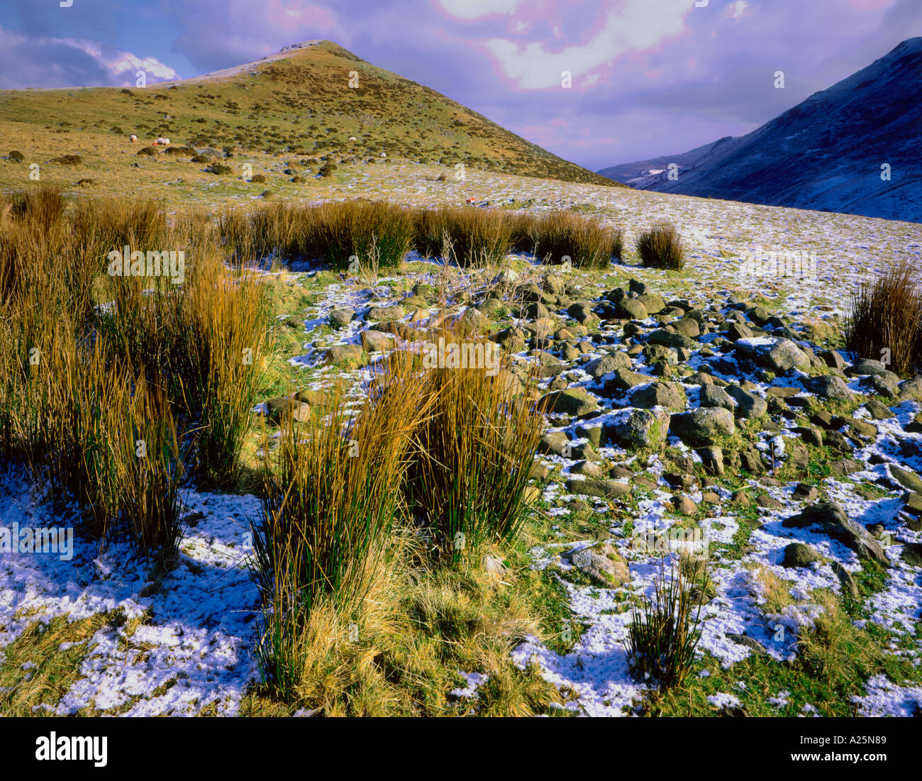 Cregennen Lac Cadir Idris Dogellau Gwynedd au nord du Pays de Galles Banque D'Images