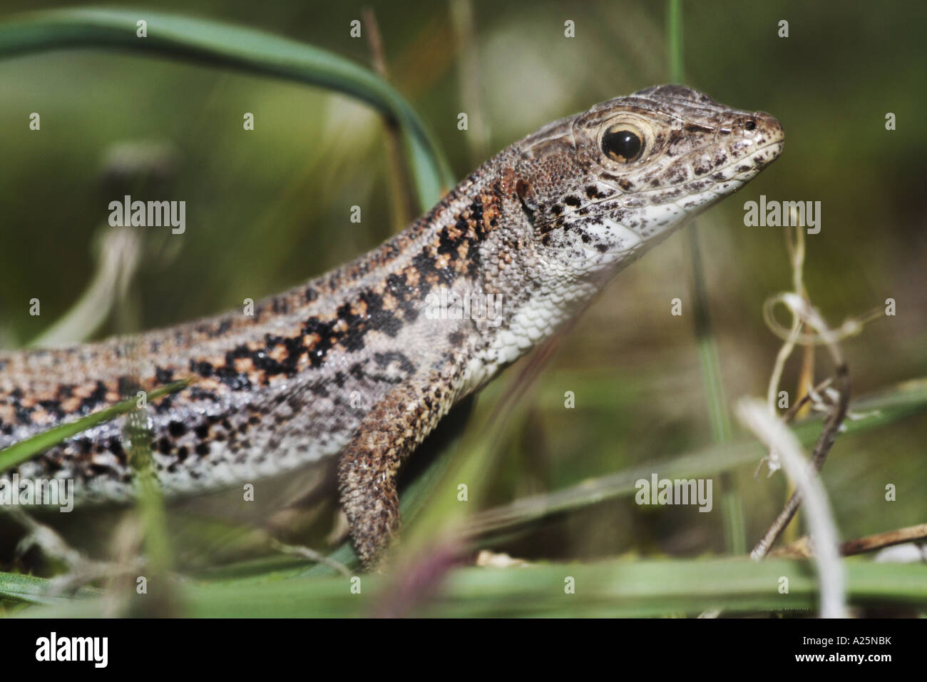 Aux yeux de serpent lizard (Ophisops elegans), portrait, la Turquie, l'Goeksudelta, Silifke Banque D'Images