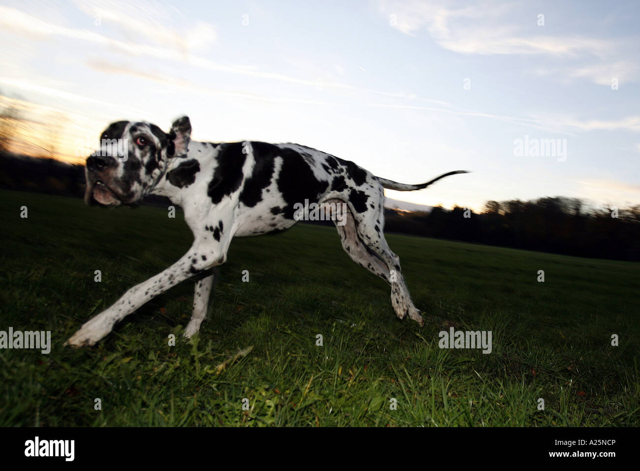 Grand Danois (Canis lupus f. familiaris), fonctionnant plus pré, Allemagne Banque D'Images