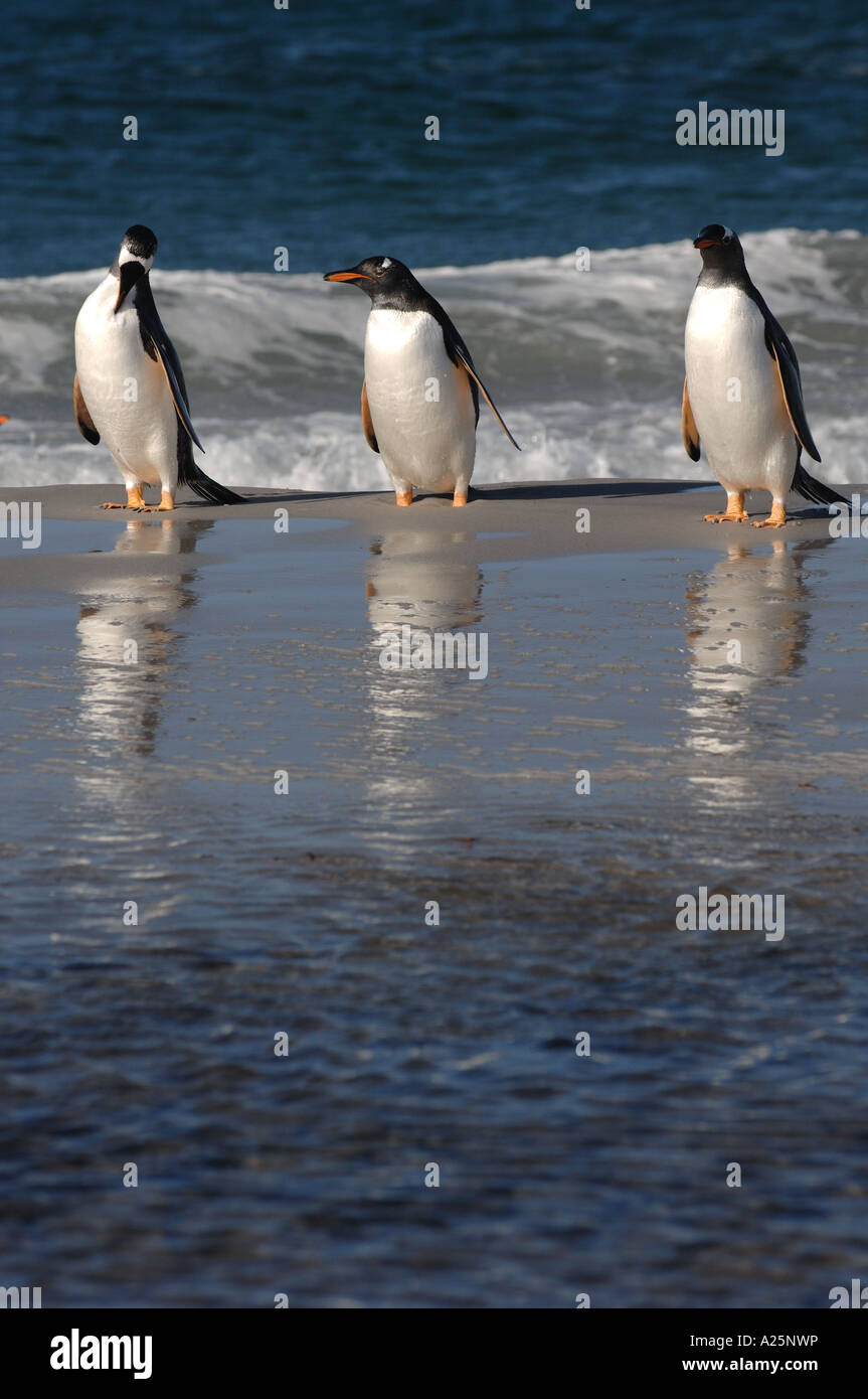 Gentoo pingouin sea lion island tempête de sable nature plage sauvage de la faune d'attrition misère dur hiver cold sun breeze glace neige Banque D'Images