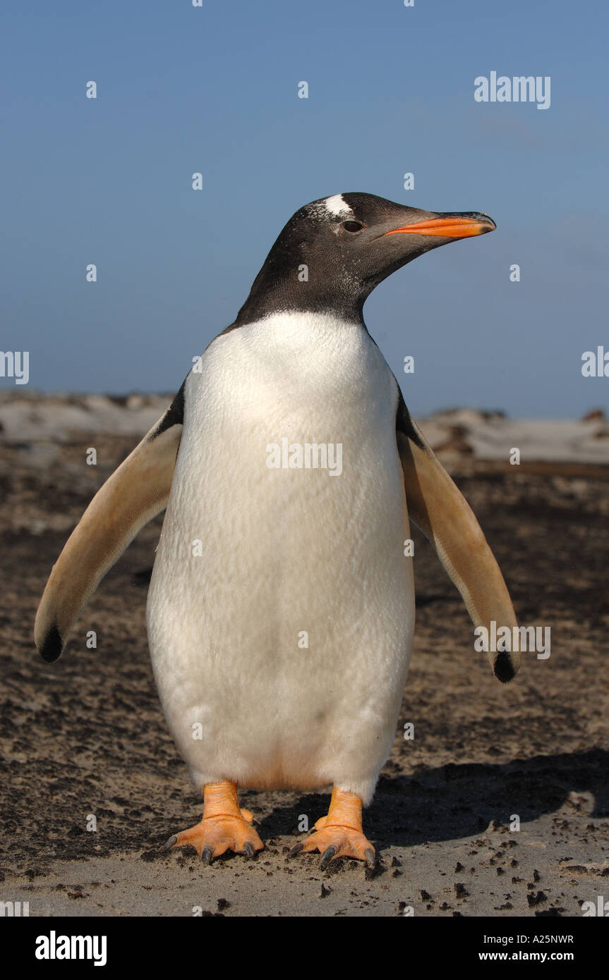Gentoo pingouin sea lion island tempête de sable nature plage sauvage de la faune d'attrition misère dur hiver cold sun breeze glace neige Banque D'Images